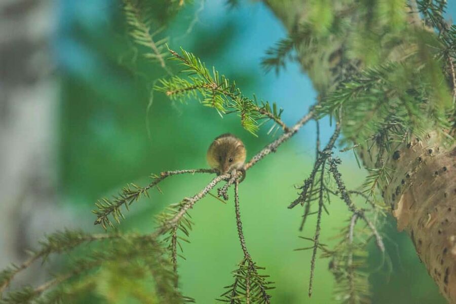 Rovaniemi: Ranua Wildlife Park guided tour with Pro Photos - Small-group details that affect the day