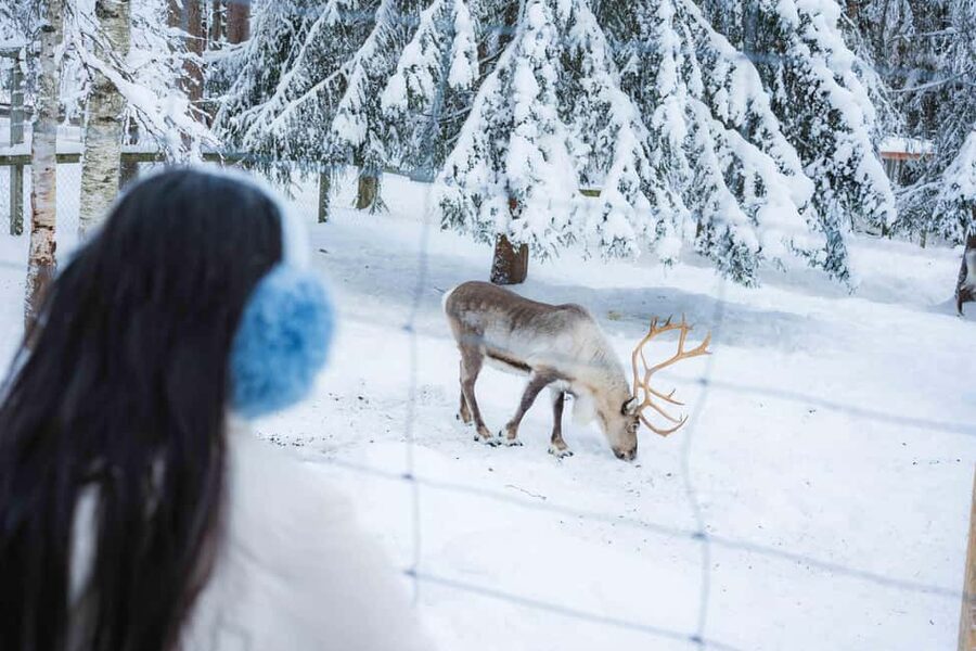 Rovaniemi: Ranua Wildlife Park guided tour with Pro Photos - FAQ
