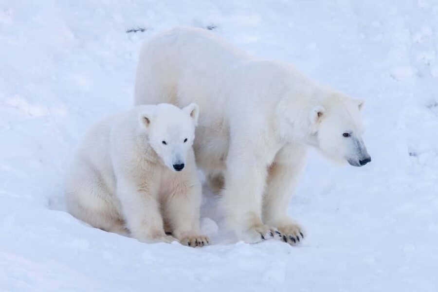 Rovaniemi: Ranua Wildlife Park guided tour with Pro Photos - Photographing polar bears, wolves, and arctic foxes