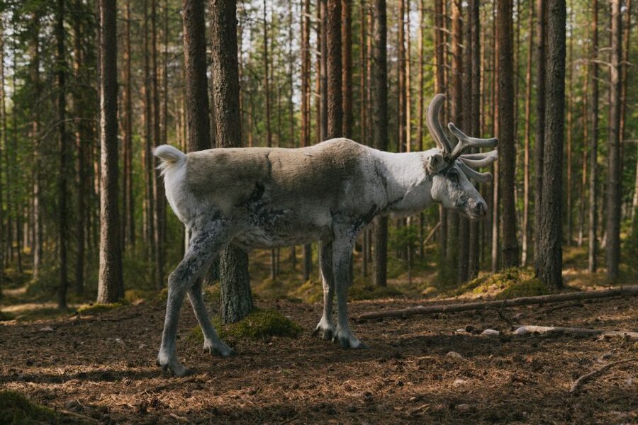 Rovaniemi: Reindeer Farm Visit with Photographer - Professional photos are the tour’s big advantage
