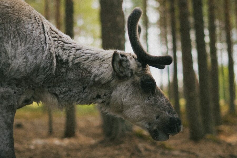 Rovaniemi: Reindeer Farm Visit with Photographer - What happens during the two-hour farm visit