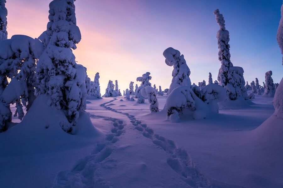 Rovaniemi: Riisitunturi National Park with Pro Photos & BBQ - Price and what the $159 covers