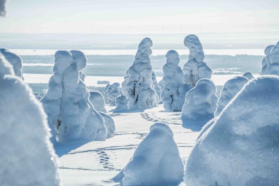 Rovaniemi: Riisitunturi National Park with Pro Photos & BBQ - Booking details that matter
