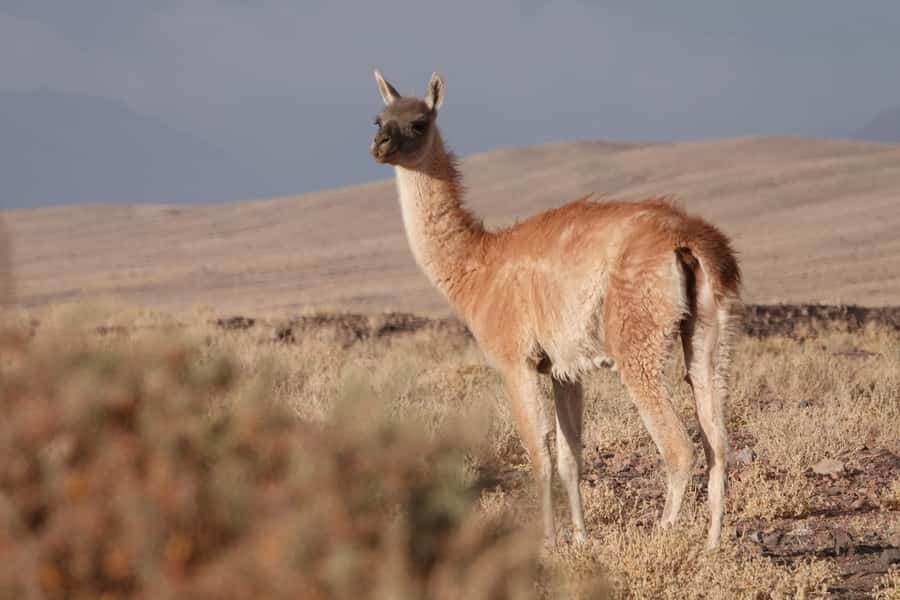 San Pedro de Atacama: Wildlife Safari and Photography Tour - Key points at a glance