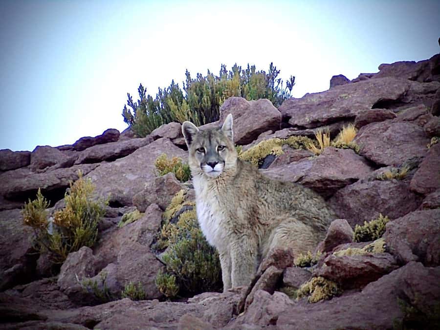 San Pedro de Atacama: Wildlife Safari and Photography Tour - A wildlife tour with time to actually look