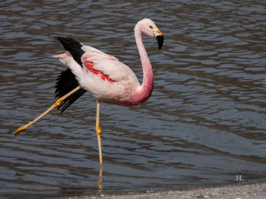 San Pedro de Atacama: Wildlife Safari and Photography Tour - Machuca wetlands and a short bird walk