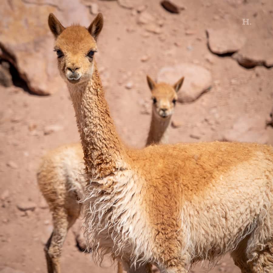 San Pedro de Atacama: Wildlife Safari and Photography Tour - Putana Vade and the wide mountain view