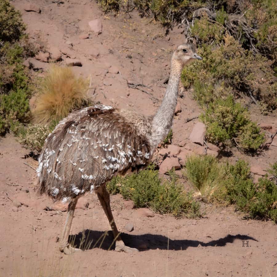 San Pedro de Atacama: Wildlife Safari and Photography Tour - Is $145 a fair price?