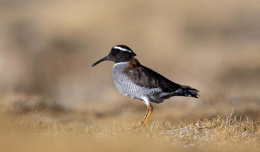 San Pedro de Atacama: Wildlife Safari and Photography Tour - Who should book this experience?
