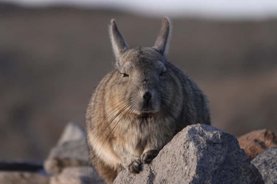 San Pedro de Atacama: Wildlife Safari and Photography Tour - From San Pedro to Quirquincho Pass