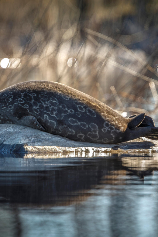 Savonlinna: Evening Photography Tour on lake Saimaa - Why the Saimaa ringed seal matters