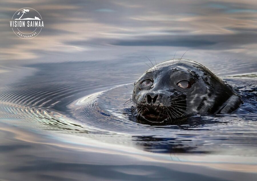 Savonlinna: Evening Photography Tour on lake Saimaa - Searching the archipelago with Timo