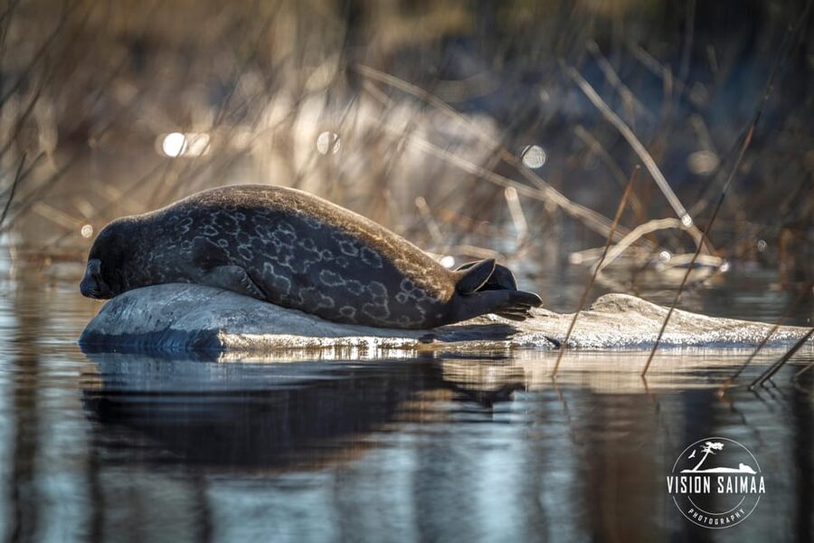 Savonlinna: Evening Photography Tour on lake Saimaa - Evening light over Lake Saimaa