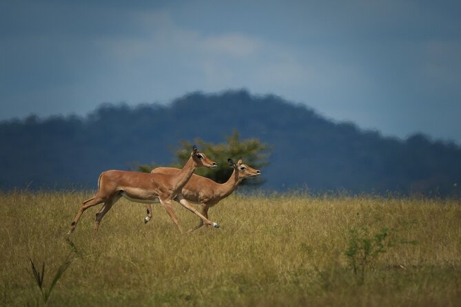 Selous Luxury Day Safari with Photographer - Mtemere airstrip and the first game drive