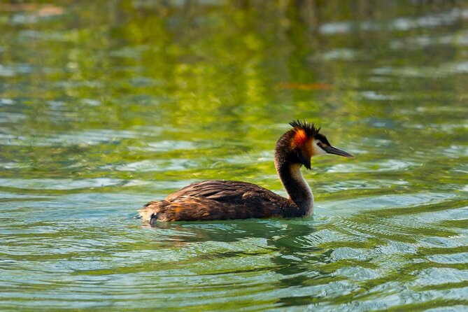 Skadar Lake National Park: Birdwatching & Photography Tour - The route around 7422+83 and the first wildlife stops