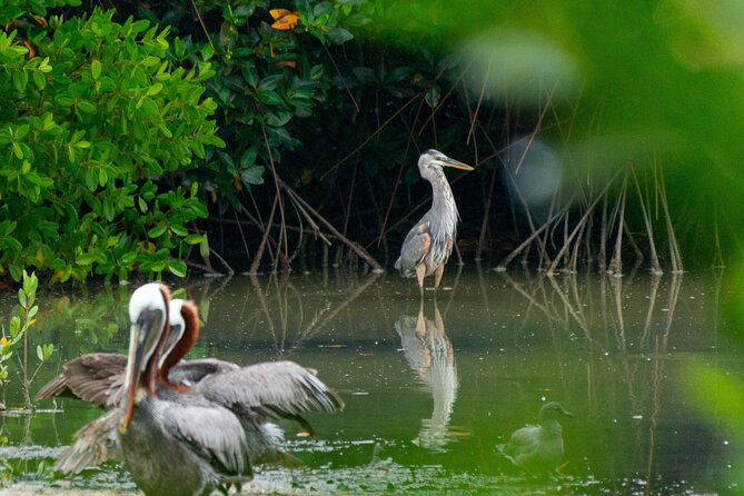 Skadar Lake National Park: Birdwatching & Photography Tour - Fort Lesendro: history, views, and bird country