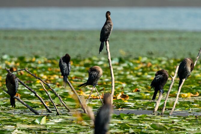 Skadar Lake National Park: Birdwatching & Photography Tour - Kamenik and the search for the Dalmatian pelican