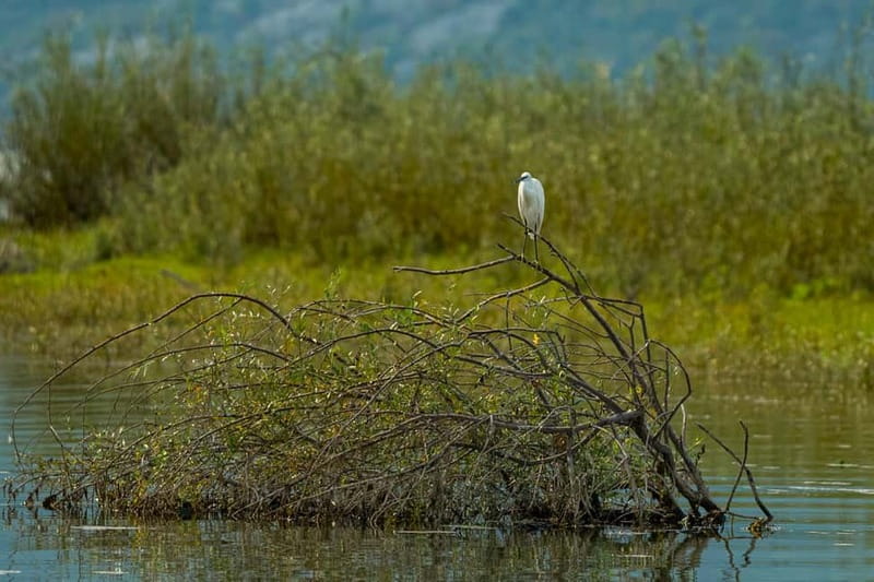 Skadar Lake National Park: Birdwatching & Photography Tour - Who will get the most from this boat trip