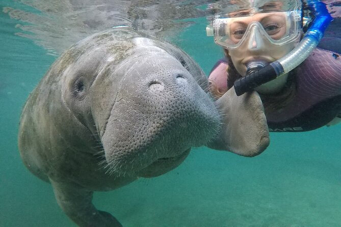 Small Group Manatee Snorkel Tour with In-Water Guide and Photographer - Meeting the manatees in Kings Bay