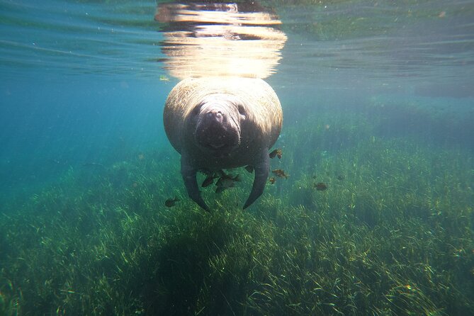 Small Group Manatee Snorkel Tour with In-Water Guide and Photographer - Water clarity and the wild card of location