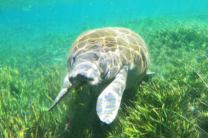 Small Group Manatee Snorkel Tour with In-Water Guide and Photographer - The guide’s role in the water