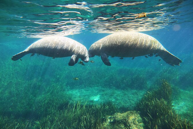 Small Group Manatee Snorkel Tour with In-Water Guide and Photographer - Who will enjoy this tour most