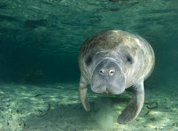 Small group Manatee Tour with In-Water Divemaster/Photographer - Key points before you book