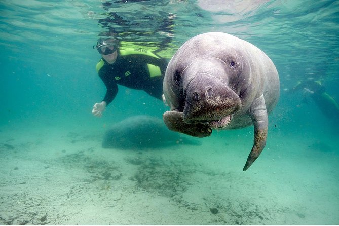Small group Manatee Tour with In-Water Divemaster/Photographer - Why Crystal River is special for manatee encounters