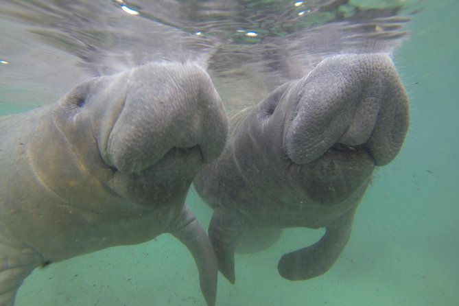Small group Manatee Tour with In-Water Divemaster/Photographer - The best time to see manatees in Kings Bay