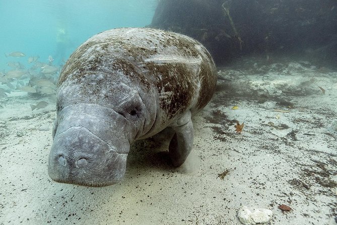 Small group Manatee Tour with In-Water Divemaster/Photographer - What happens during the three-hour outing