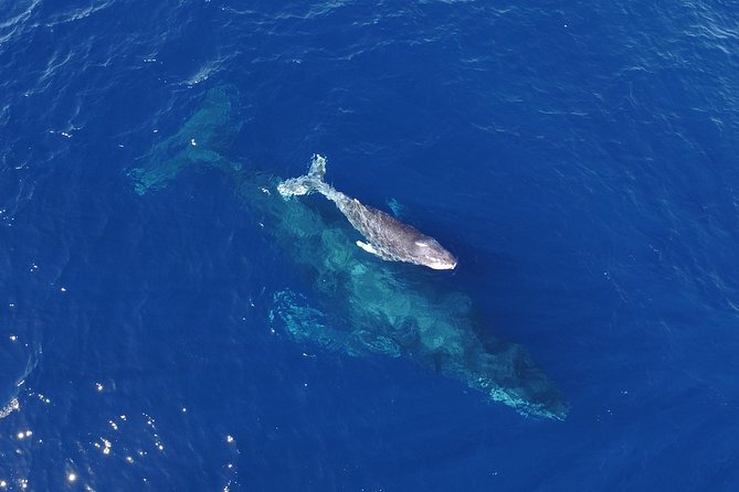 SMALL GROUP Whale Watch | Cabo San Lucas | Biologist | FREE Pics - From the marina to The Arch