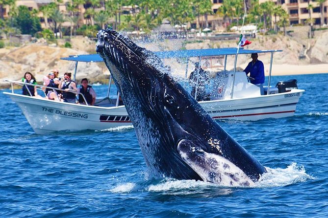 SMALL GROUP Whale Watch | Cabo San Lucas | Biologist | FREE Pics - Hearing whales through a hydrophone