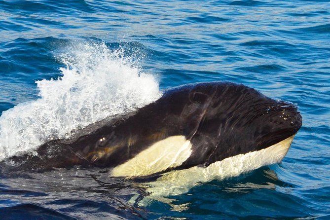 SMALL GROUP Whale Watch | Cabo San Lucas | Biologist | FREE Pics - The marine biologists make the difference
