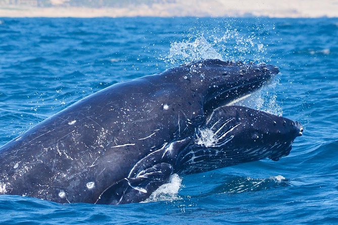 SMALL GROUP Whale Watch | Cabo San Lucas | Biologist | FREE Pics - Free photos and what they are worth