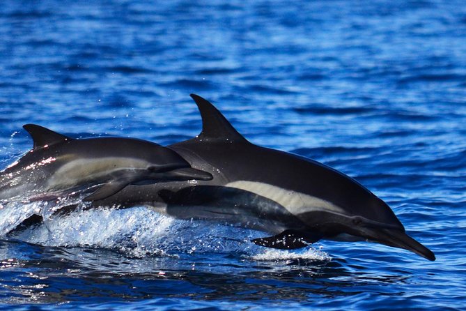 SMALL GROUP Whale Watch | Cabo San Lucas | Biologist | FREE Pics - Weather, seasickness, and comfort