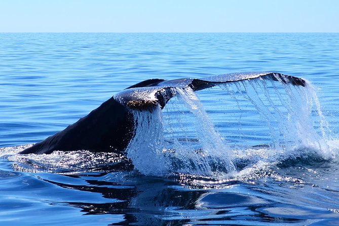 SMALL GROUP Whale Watch | Cabo San Lucas | Biologist | FREE Pics - Two hours in search of whales