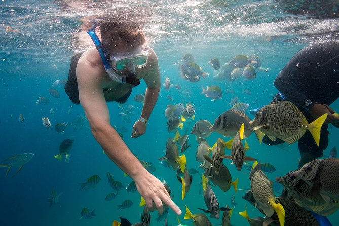 Snorkel & Explore Pelican Rock by Glass Boat + Photos - Lunch, beach time, and the changing meal details
