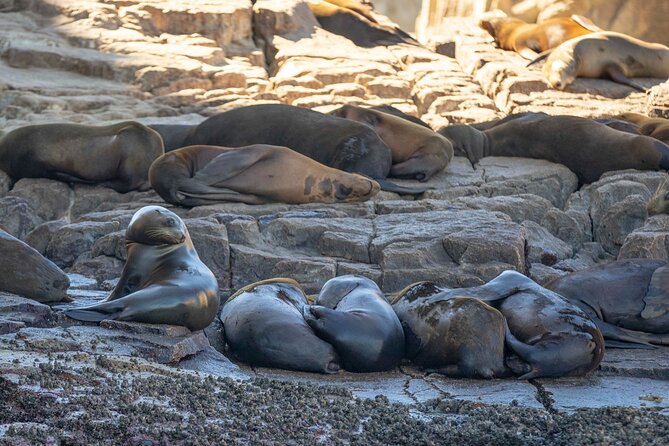 Snorkel & Explore Pelican Rock by Glass Boat + Photos - Tequila tasting and shopping in Cabo San Lucas