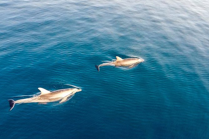 Stand Up Paddle With Dolphins, aperitif and pictures - Sunset departures and the photo package