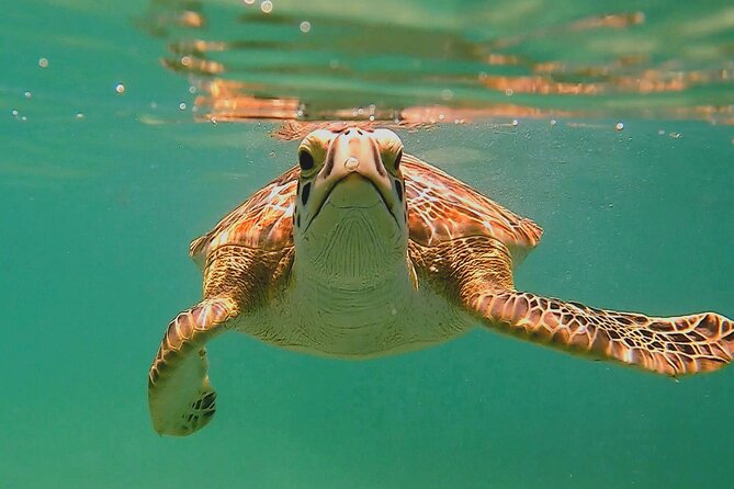 Swim with Turtles in Akumal + GoPro Photo Session - Five things to know before you book