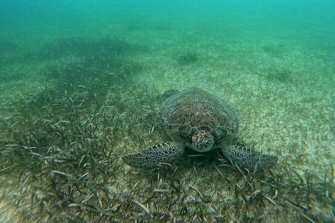 Swim with Turtles in Akumal + GoPro Photo Session - What is included for $53.59