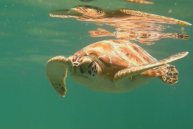 Swim with Turtles in Akumal + GoPro Photo Session - Staying at Akumal after the swim