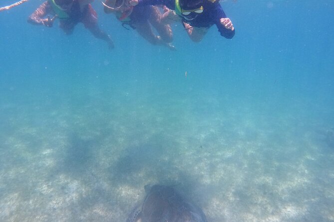 Swim with Turtles in Akumal + GoPro Photo Session - Timing, weather, and practical planning