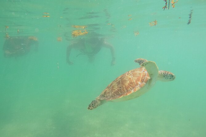 Swim with Turtles in Akumal + GoPro Photo Session - Who should book this Akumal tour