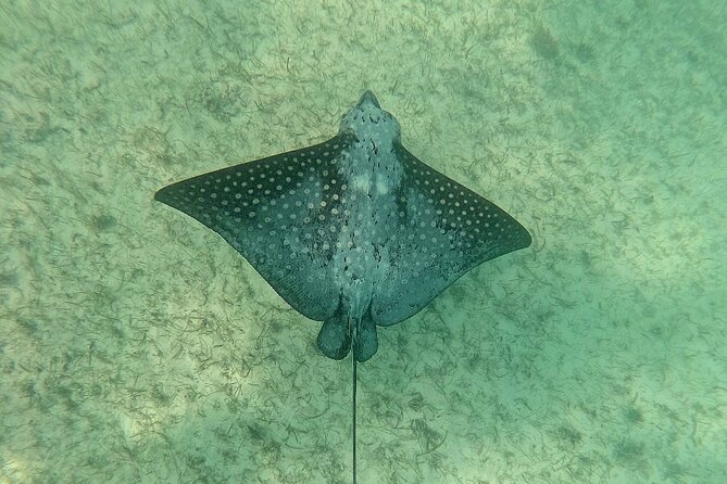 Swim with Turtles in Akumal + GoPro Photo Session - A private format that helps nervous swimmers