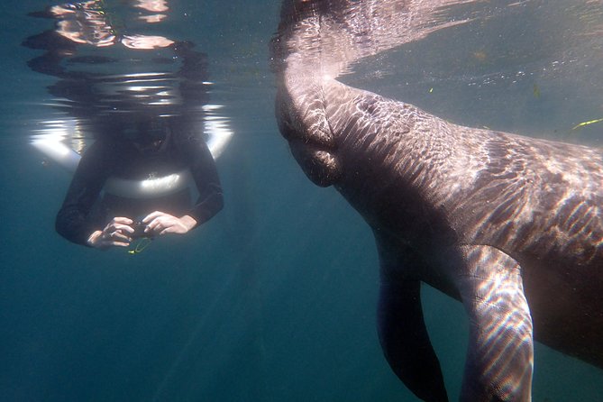 The 'OG' Manatee Snorkel Tour with In-Water Guide/Photographer - Starting at River Ventures in Crystal River