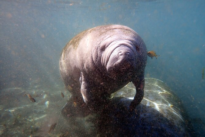 The 'OG' Manatee Snorkel Tour with In-Water Guide/Photographer - The photographer lets you stay present