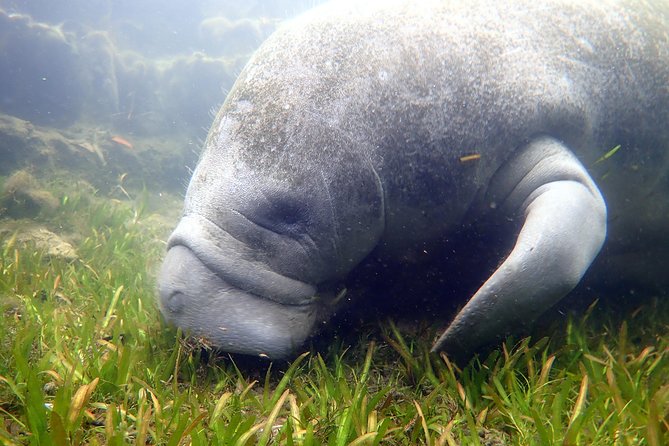The 'OG' Manatee Snorkel Tour with In-Water Guide/Photographer - Why the small boat makes a difference