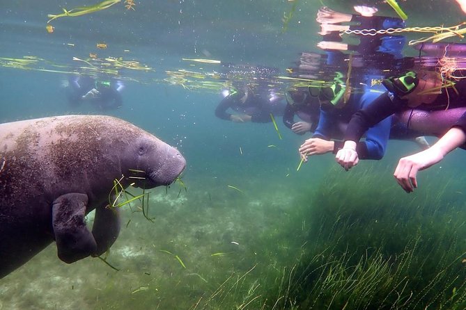 The 'OG' Manatee Snorkel Tour with In-Water Guide/Photographer - What happens after the swim