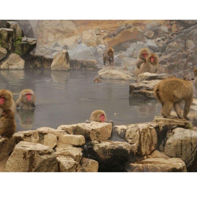 Tokyo: Instagramable Snow Monkey & Nagano Private Day Tour - Leaving Tokyo in a Toyota Vellfire or Crown